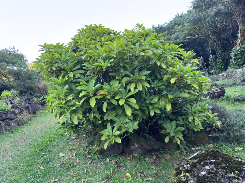 Hao — photo 1