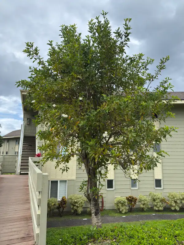 Pink Trumpet Tree — photo 1