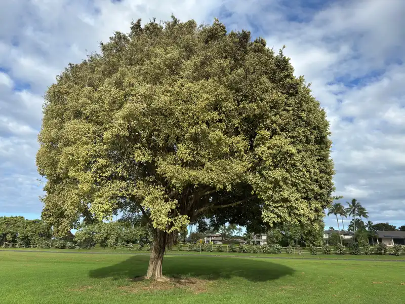 Variegated Weeping Fig — photo 1