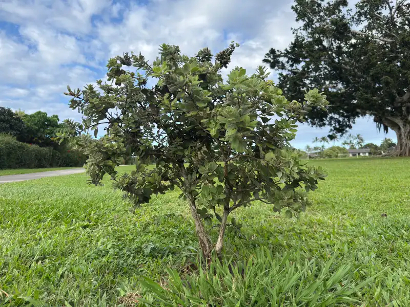 ʻŌhiʻa Lehua (Smooth-leaved) — photo 1