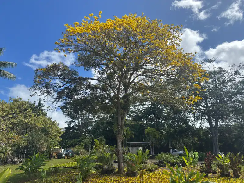 Primavera Gold Tree — photo 1