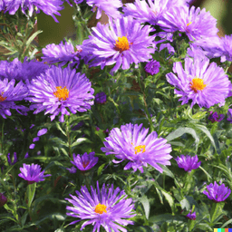 Article thumbnailAster plant