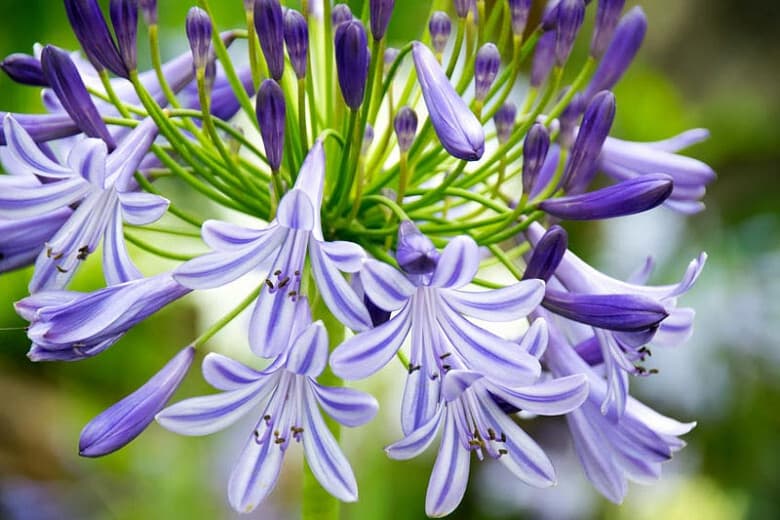 Agapanthus