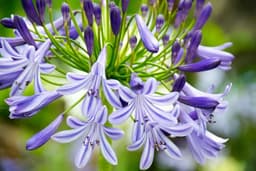Article thumbnailagapanthus