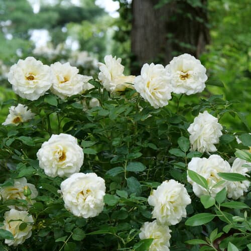 rosa-x