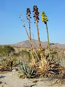 Agave deserti