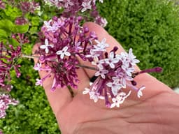 Article thumbnailIMG_3735