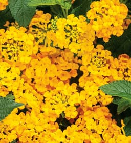Lantana hybrid (Lantana hybrid)