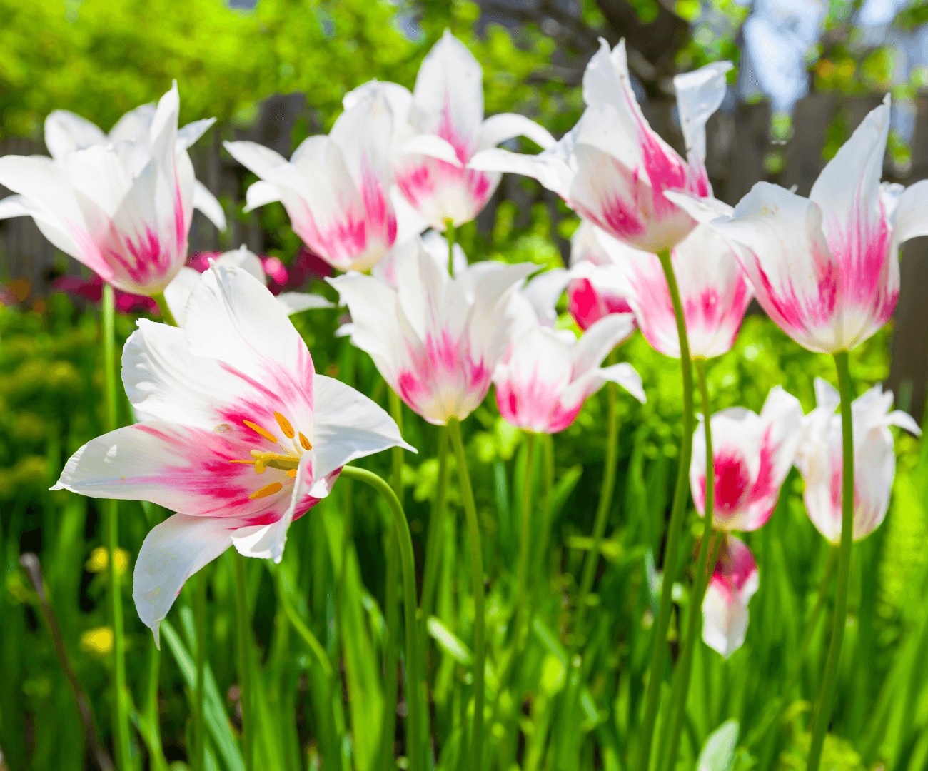 Lily-Flowered Tulips (Tulipa hybrid)