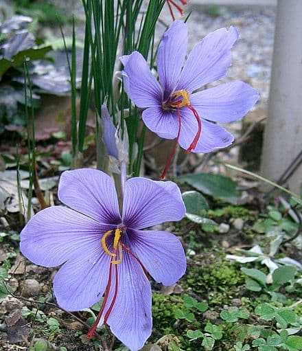 Saffron Crocus (Crocus sativus)