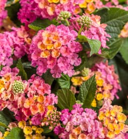 Lantana hybrid (Lantana hybrid)