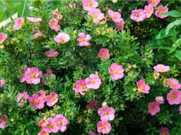 Achillea 'Firefly Amethyst' PPAF test7 (sn)