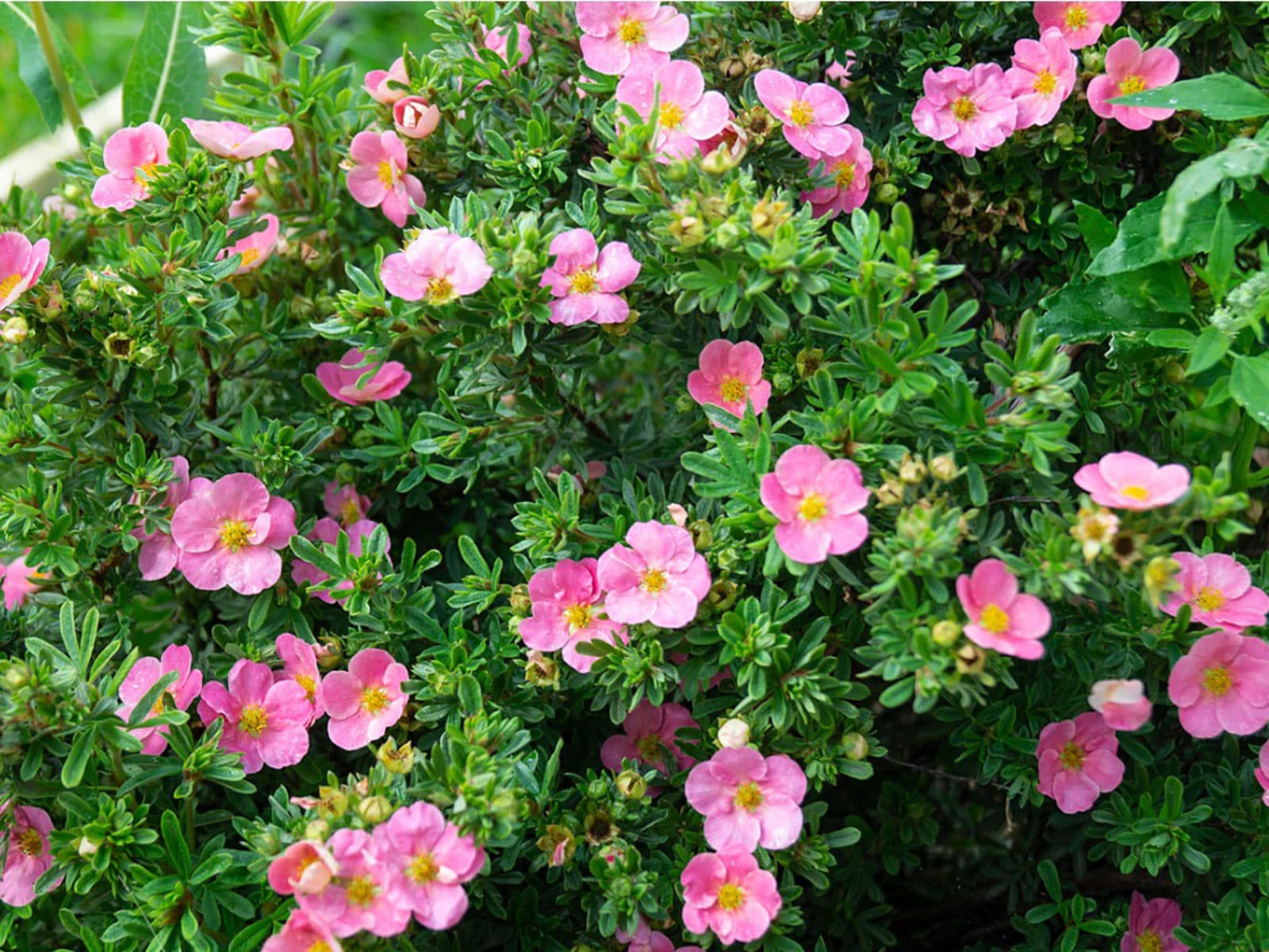 Achillea 'Firefly Amethyst' PPAF test7 (sn)
