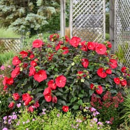 Red Hibiscus (Hibiscus rubrum)