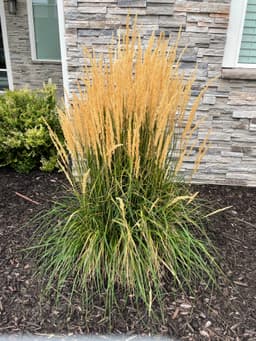 Northwind Switch Grass (Panicum virgatum 'Northwind')