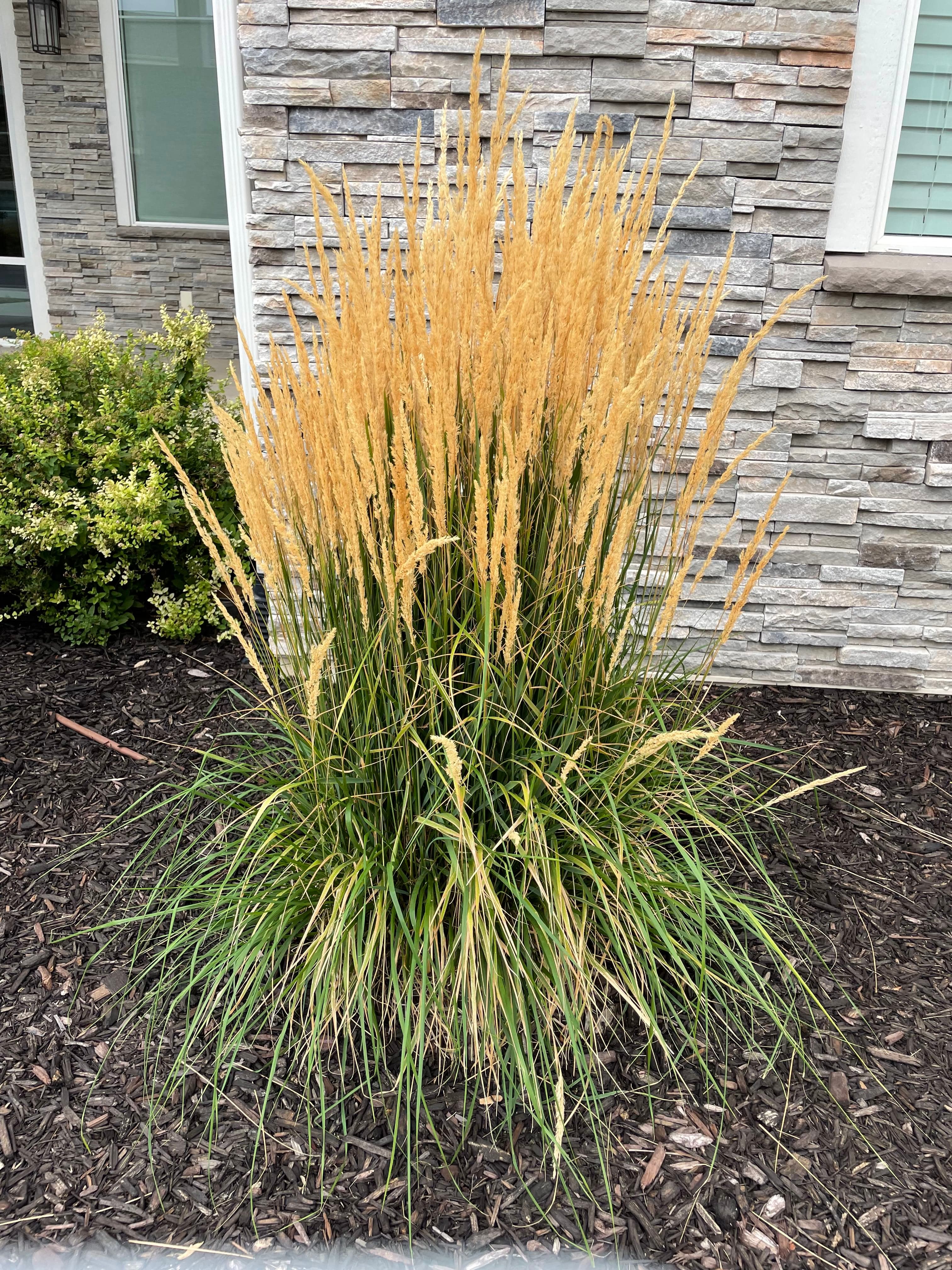 Northwind Switch Grass (Panicum virgatum 'Northwind')