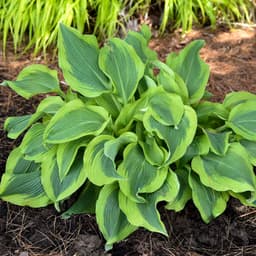 Hostas (Hosta)