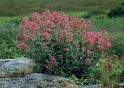 Jupiter’s Beard (Centranthus ruber)