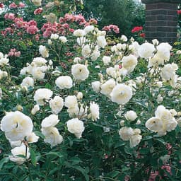 Rosa Floribunda 'Iceburg' (Rosa 'Iceburg')