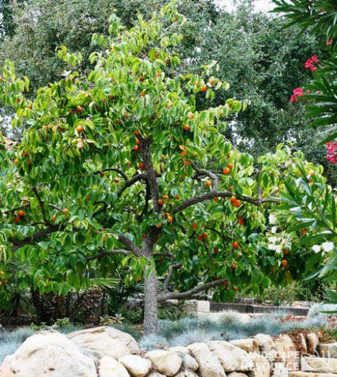 Chinese Persimmon (Diospyros Kaki)
