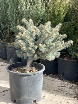 Dwarf Globe Blue Spruce (Picea pungens ‘Globose’)
