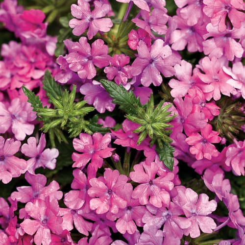 Superbena® Verbena (Verbena hybrid)