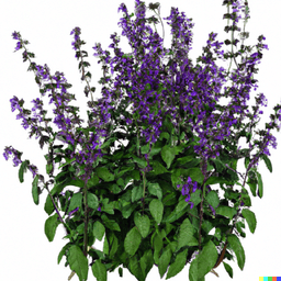 Salvias (Salvia)