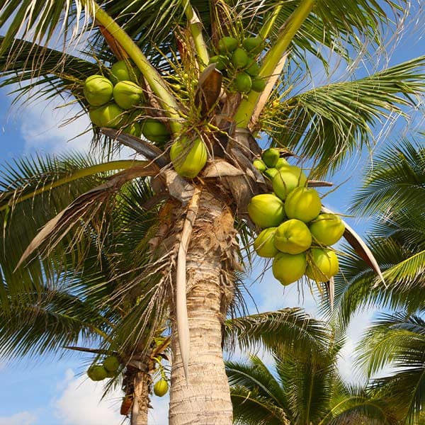 Coconut Palm (Cocos nucifera)