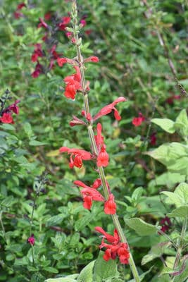 Vermillion Bluffs (Salvia darcyi)
