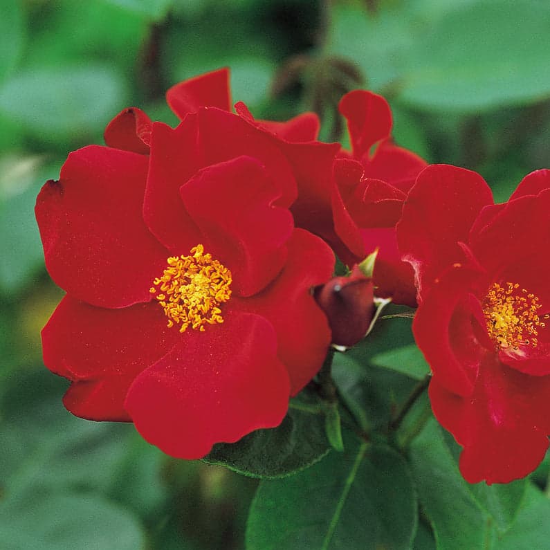 Rosa Altissimo (Rosa Altissimo)