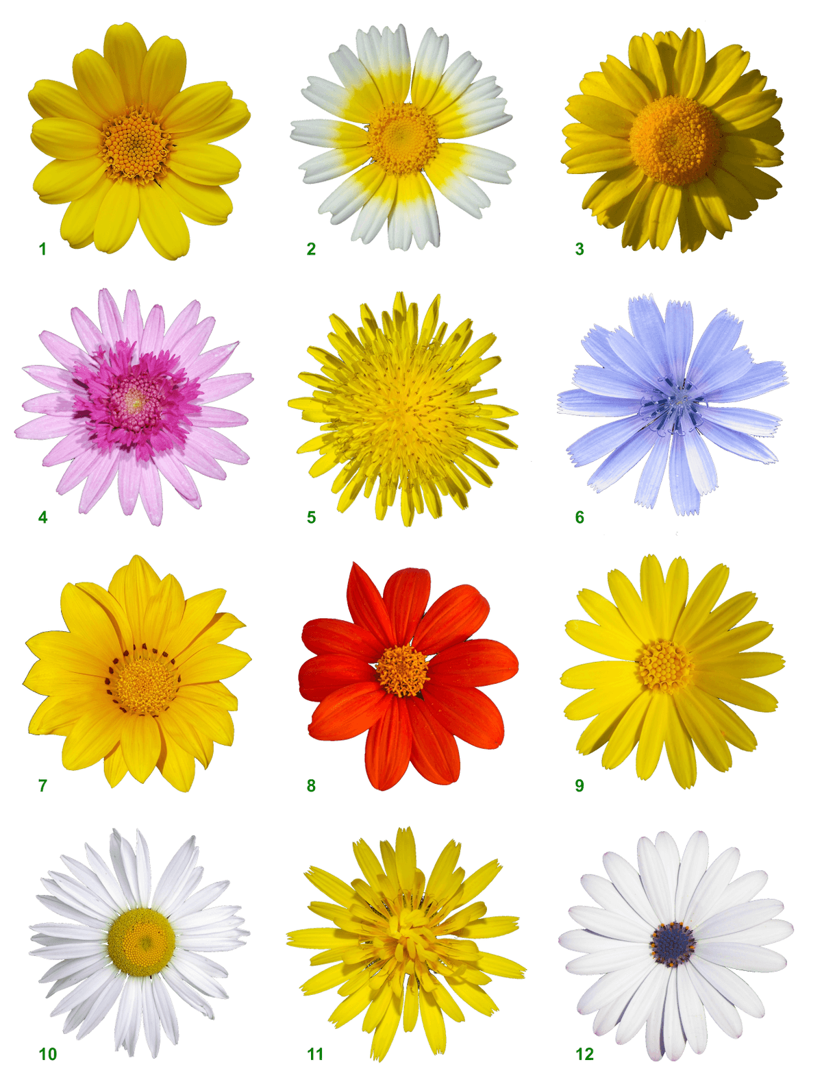 Daisy family (Asteraceae)