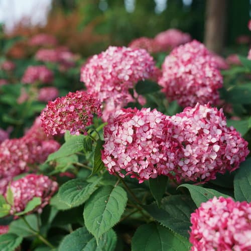Hydrangea Invincibelle Ruby® (Hydrangea arborescens 'Invincibelle Ruby')