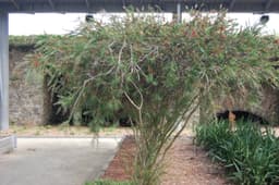 Bottlebrush Plants (Callistemon)