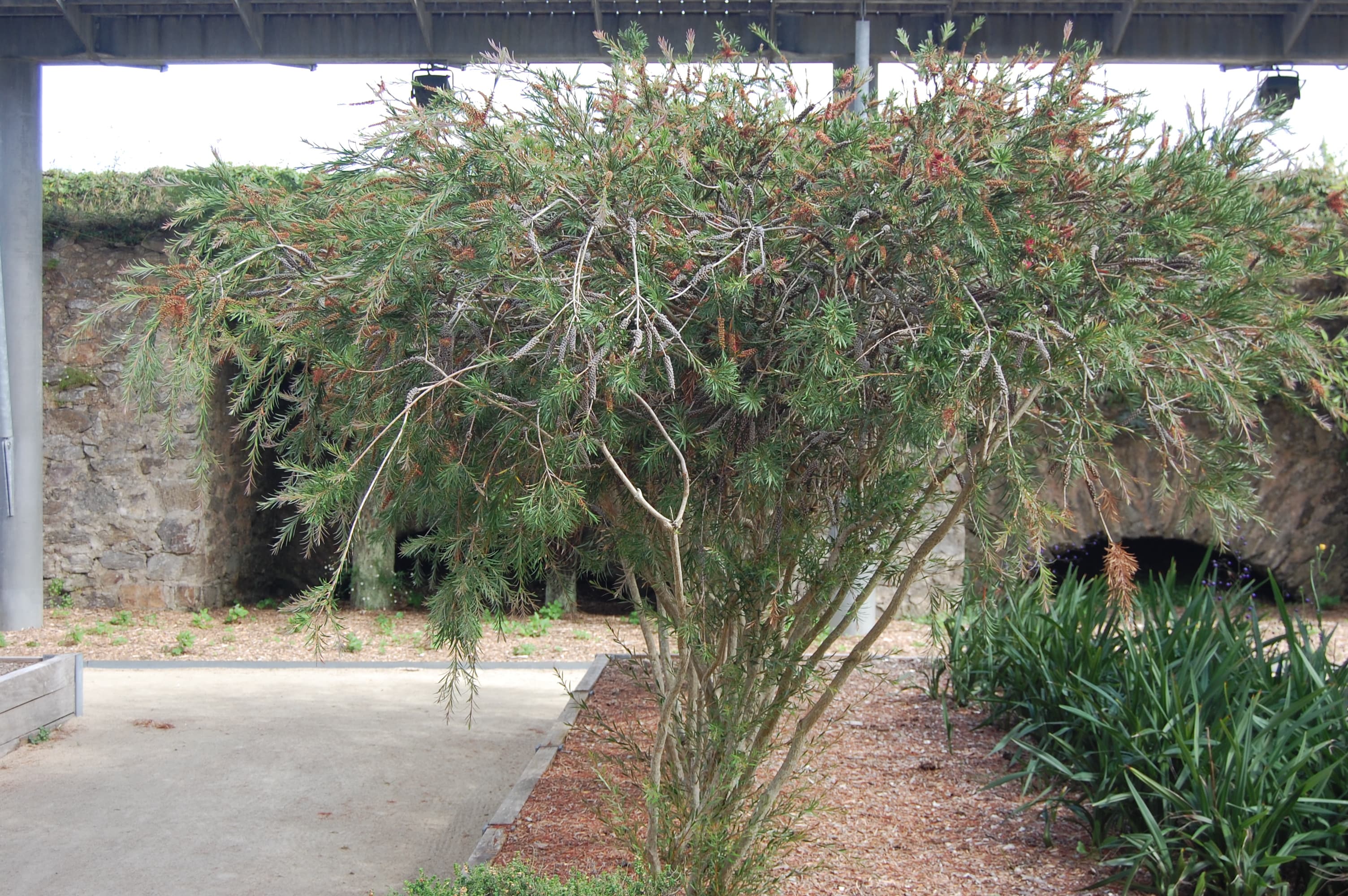 Bottlebrush Plants (Callistemon)