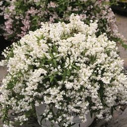 Deutzia (Deutzia)