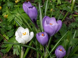 Dutch Crocus (Crocus vernus)