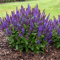 Salvias (Salvia)