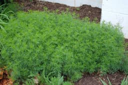 Moonbeam Threadleaf Tickseed (Coreopsis verticillata 'Moonbeam')