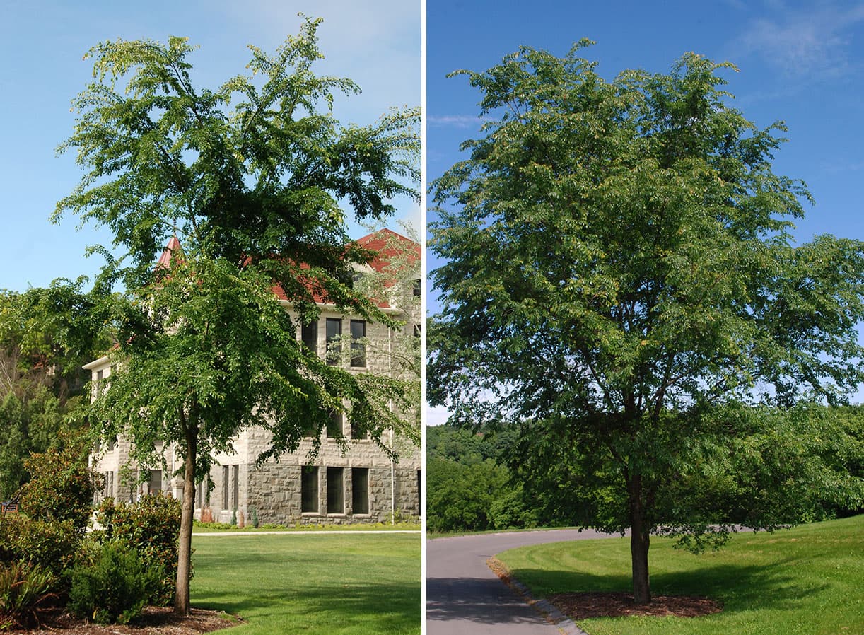Frontier Elm (Ulmus  'Frontier')