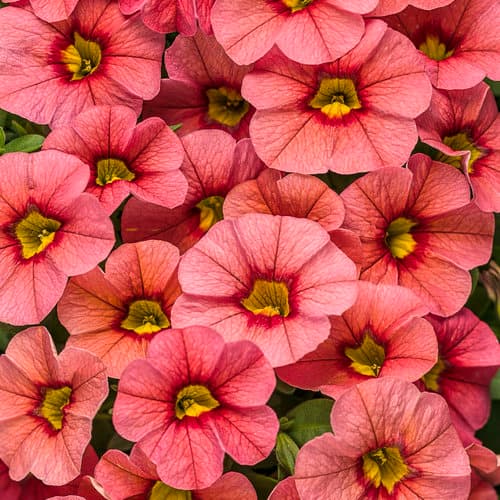 Superbells® Calibrachoa Series by Proven Winners (zzz Calibrachoa hybrid Superbells®)
