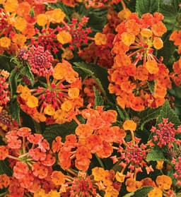 Lantana hybrid (Lantana hybrid)