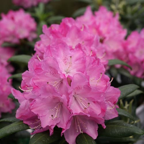 Azalea  (Rhododendron)
