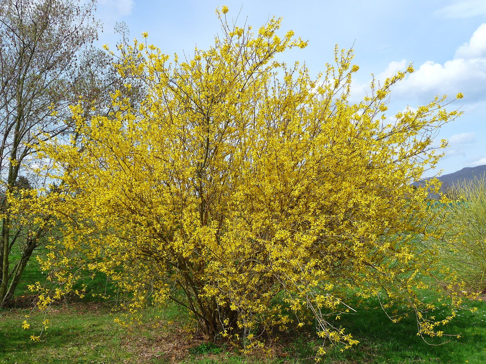 Forsythia (Forsythia)