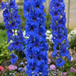 Delphinium (Delphinium)