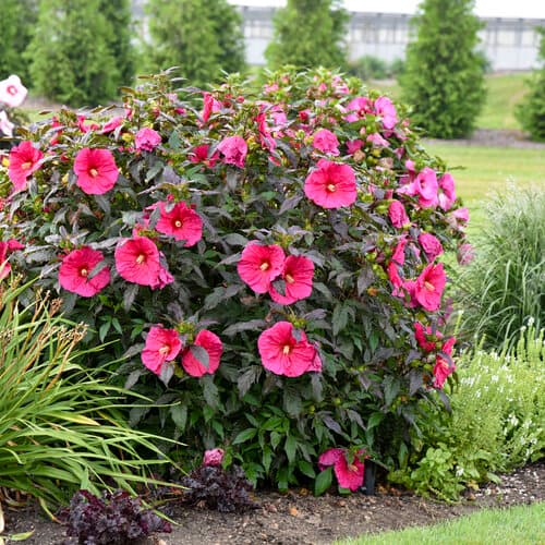 Pink Hibiscus (Hibiscus rosa)