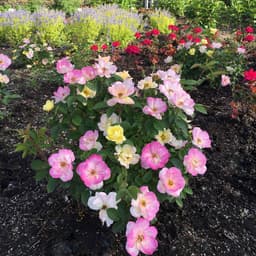 Peach Lemonade® Rose (Rosa 'Radpastel')