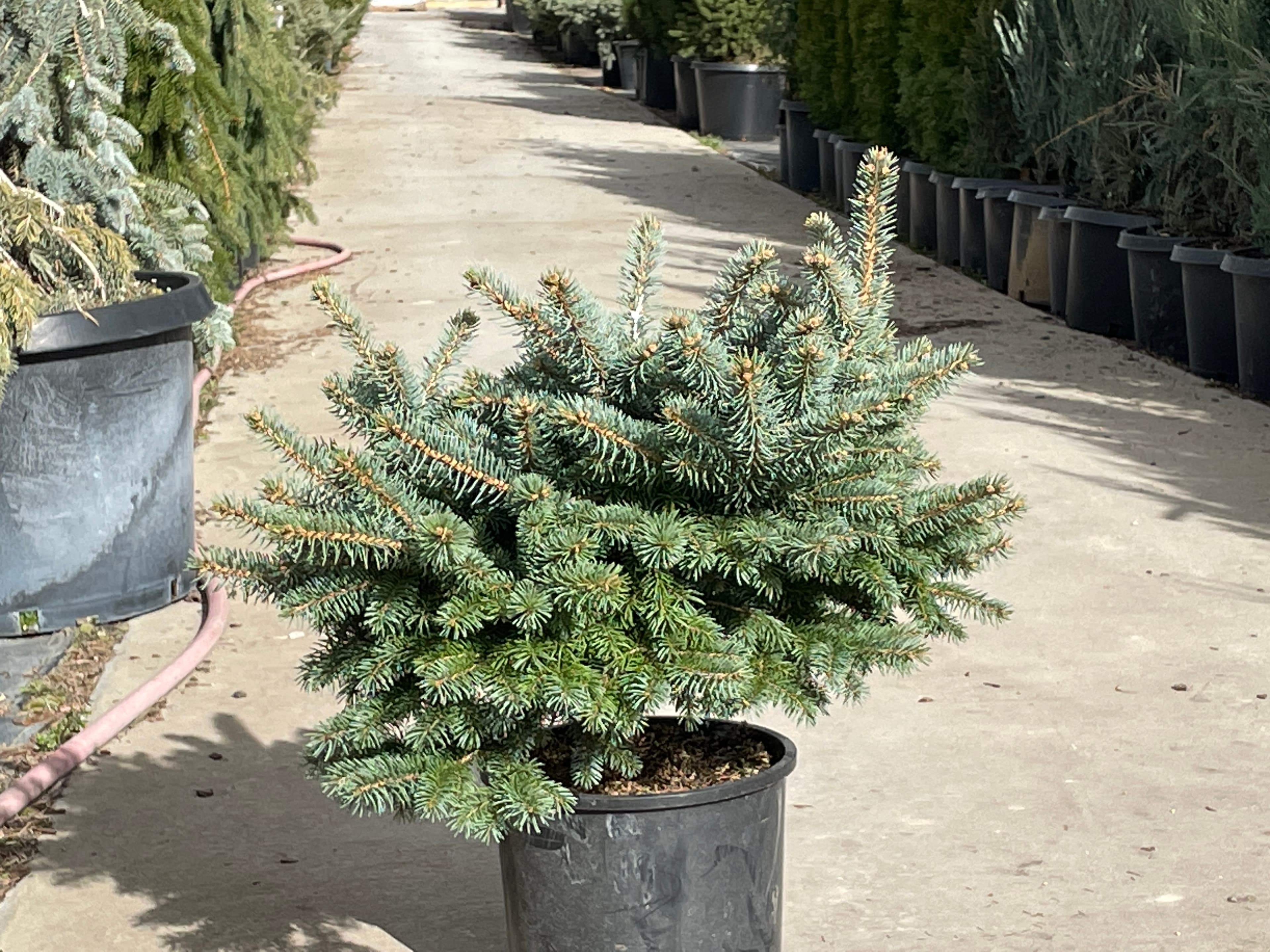 Dwarf Globe Blue Spruce (Picea pungens ‘Globose’)