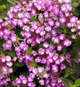 Lantana hybrid (Lantana hybrid)