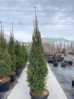 Columnar Norway Spruce Tree (Picea abies 'Cupressina')