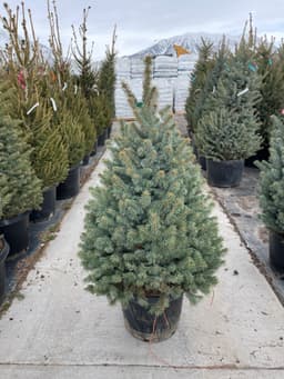 Baby Blue Colorado Blue Spruce (Picea pungens glauca 'Baby Blue')
